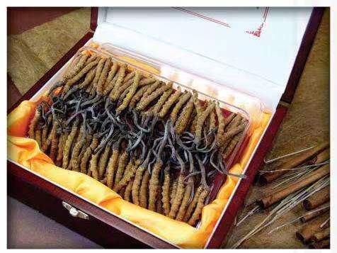 石碣镇冬虫夏草回收